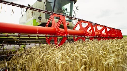 The Combine Harvester is Working on an Agricultural Field to Harvest Wheat