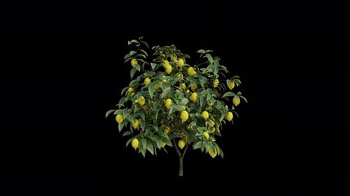 Lemon Tree blowing in the wind. Wind blows Lemon Plant with Transparent Background. Loop Animation