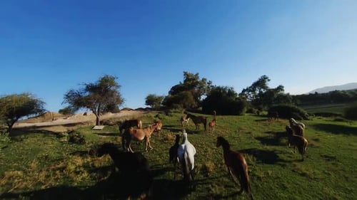 Herd of Wild Horses Grazing and Running Through Scenic Fields