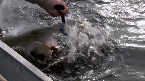 Un énorme brochet s'est échappé d'un pêcheur à l'hameçon - tir moyen