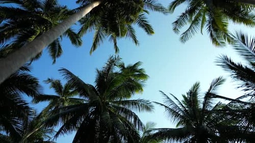 Moving low angle view of Coconut palm trees in jungle with blue sky on summer day