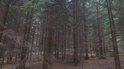 View of well aged pine trees from top to bottom deep into a forest.