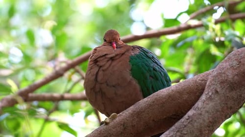 Close up shot of a female Emerald dove (chalcophaps indica) resting on tree branch in its natural
