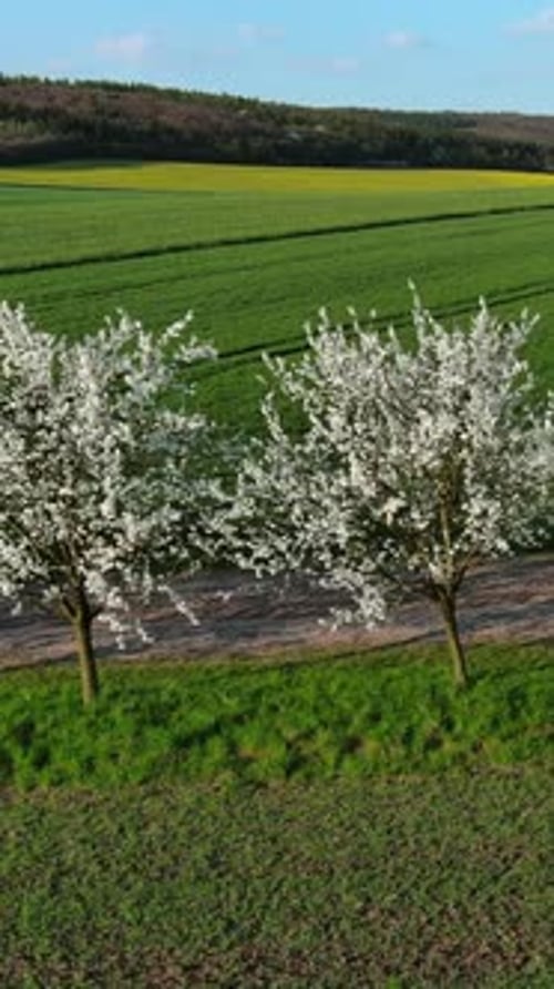 Flowering trees on green wavy rolling hills