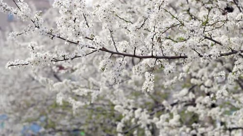 Spring Background. Blossoming Tree in Spring. Flowers Background. Cherry Trees Blossom. Blossoming