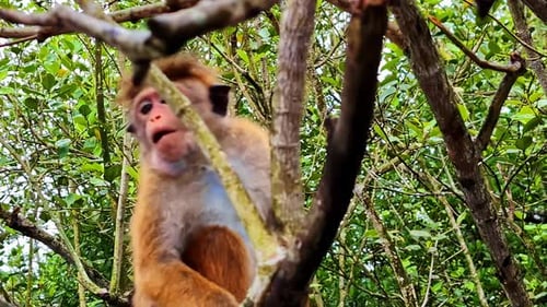 Wild monkey in trees of Sri Lanka, motion view