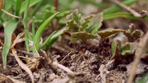 Close-Up of Ants Swarming Around Green Plant