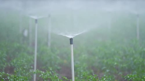 Smart fog irrigation