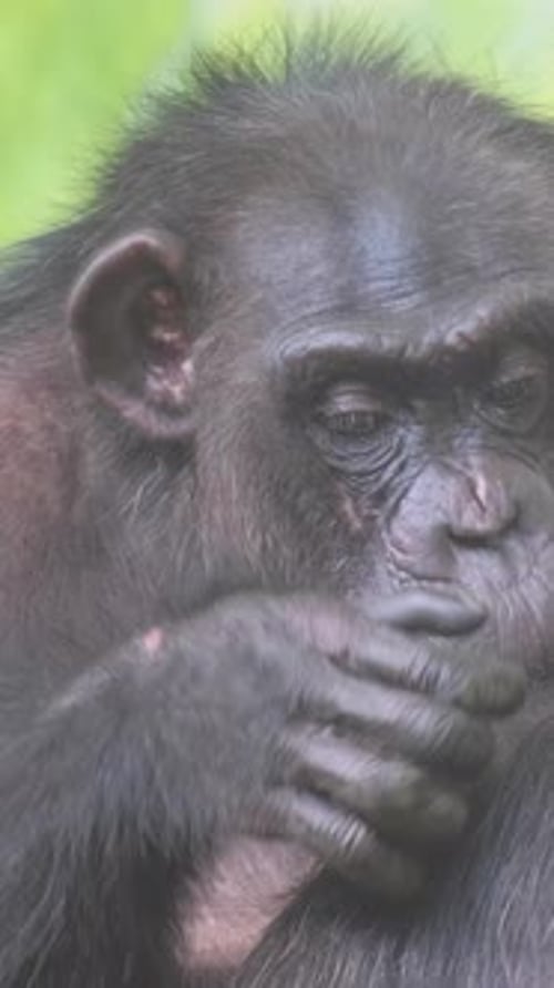 An Adult Family of Monkeys Rests Sitting in an Enclosure at the Zoo Vertical Video