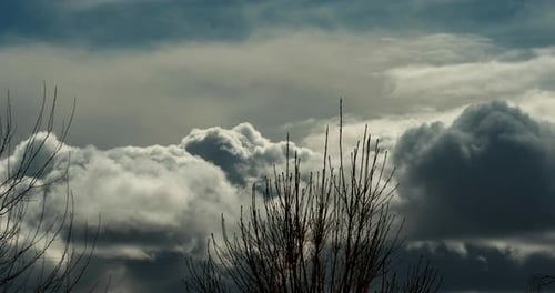 Huge cumulus clouds billowing and blowing just above the trees - time lapse