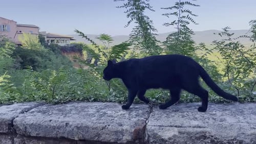 Black Cat Walking in French Countryside
