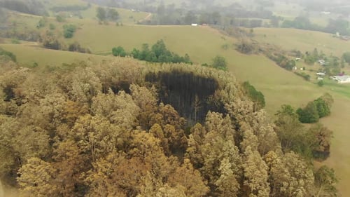 Forest after wildfire, burnt trees, New South Wales in Australia. Aerial forward
