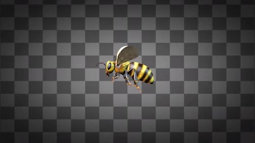 Bee Flying Idle Alpha Channels