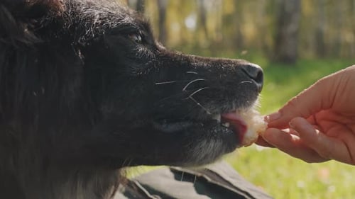 Dog Confidently Eats Snack Amidst Bright Natural Outdoor Setting Comfortably Playful Dog