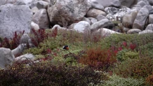 Male white-capped water redstart on bush
