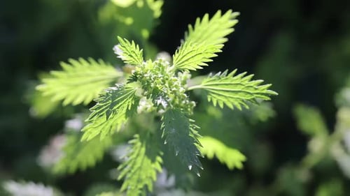 Plante d'ortie aux feuilles vertes poussant à l'extérieur, gros plan