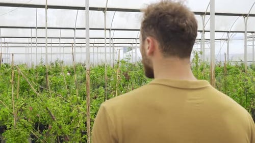 Young Adult Walking Through Greenhouse Looking at Plants