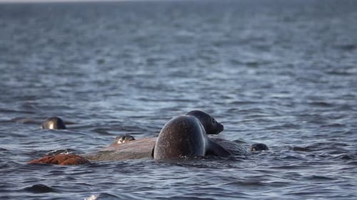 Harbour Seals group on rock in the sea, slow motion, 2022
