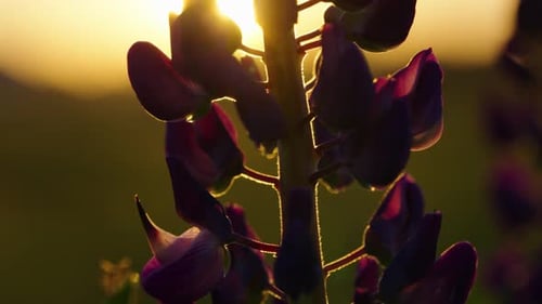 Lupine Flower Illuminated by Golden Sunset Light