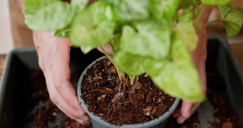 A Dedicated Gardener in a Leather Apron Holds a Vibrant Green Plant Showcasing