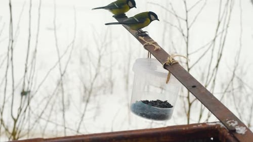 Little birds having seeds for breakfast from the feeder on a cold winter day in Russia