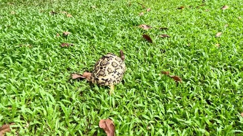 Tortoise. World Animal Day.