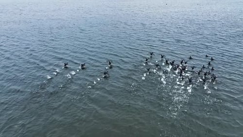 Beautiful migratory birds over the sea water. Wildlife scenic nature landscapes.