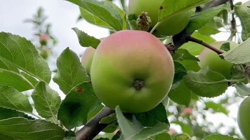 A Green Apple on a Tree Branch
