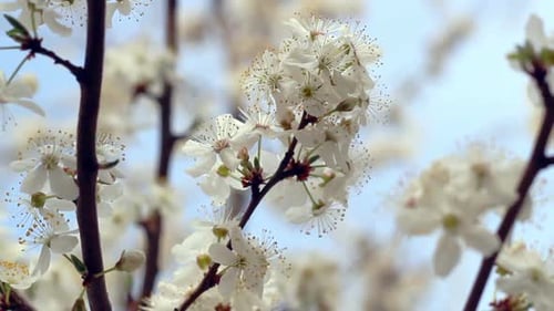 Sakura Blossom. Flowers on Blossoming Tree in Spring. Cherry Flowers on Tree