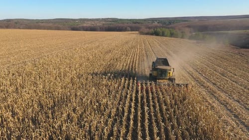 Aerial View of Combine Gathering Corn or Wheat Crop at Farmland Flying Over Harvester Working on