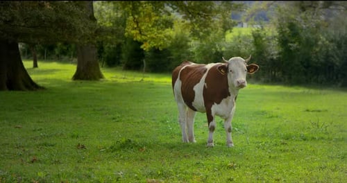 Super slow motion of brown spotted cow standing at green meadow wi