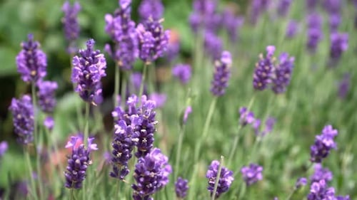 Purple Lavender Flowers Flower in the Field Nature Background Grow a Fragrant Plant in the Garden