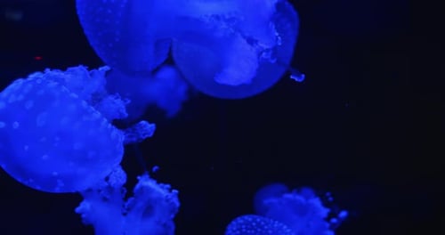Glowing blue jellyfish with soft patterns floating in the darkness of the ocean
