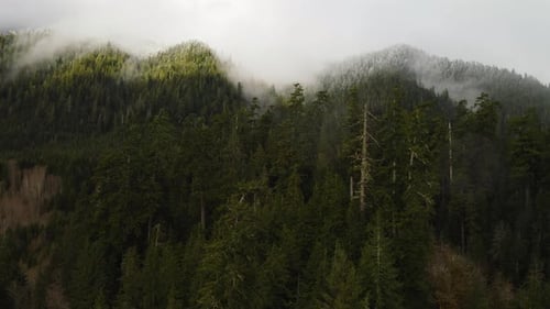 Aerial View Of Verdant Forest Of Pine Trees With Misty Snowy Summit on Olympic Peninsula, Washington