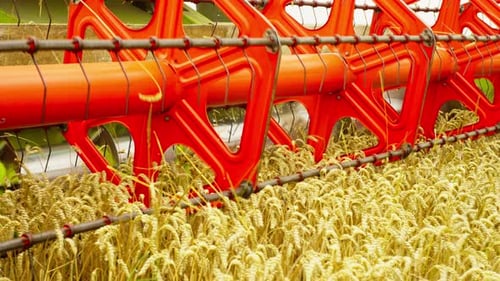 Combine Harvester Gathers Golden Wheat in Rural Field