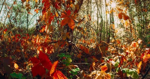 Summer Autumn Forest Transition Time