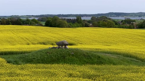 A solitary dolmen burial mound rises from a bright yellow field in the Danish countryside, captured