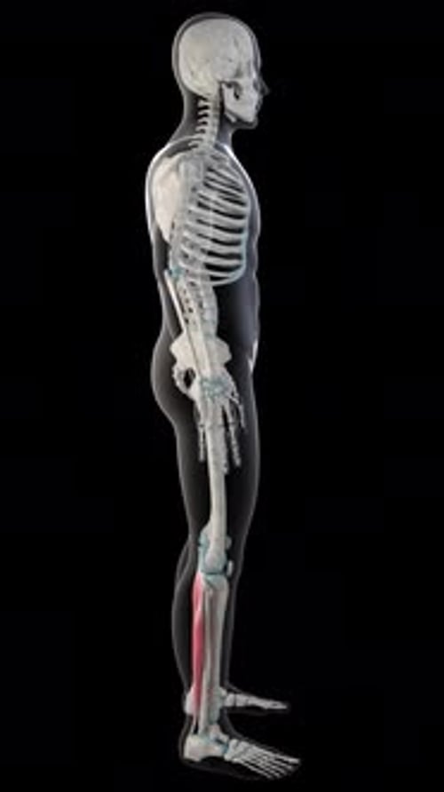Soleus Muscles On Whole Human Body Vertical Video
