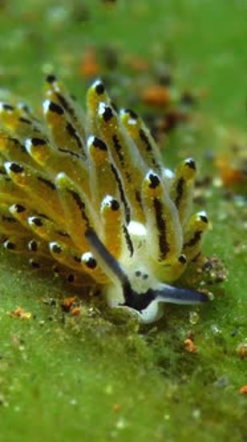 Beautiful Sea Slug with Vibrant Colors