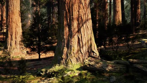 A Serene Forest with a Cluster of Majestic Trees Standing Tall