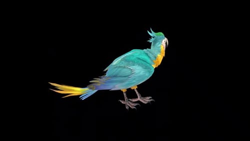 Animated Blue Macaw Standing and Balancing