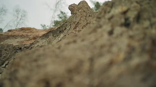 Cliff on the beach after the storm with trees in the background