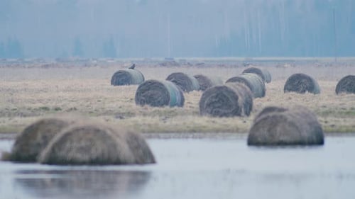 Common buzzard sitting on hay roll in flooded wetlands in foggy spring morning