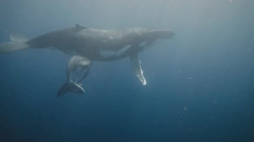Swimming With Humpback Whales In Vava'u Tonga; Baby Humpback Whale Learning To Swim With Mom.