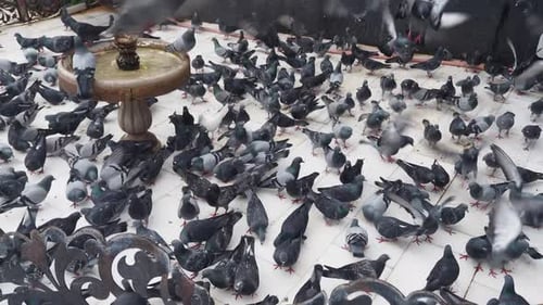 Tauben scharen sich um einen Springbrunnen in einem städtischen Innenhof