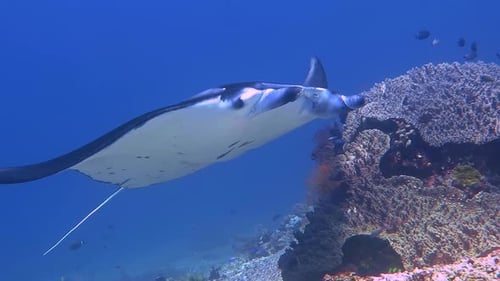 A close encounter with a Manta Ray swimming past a coral outcrop