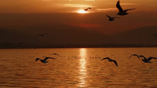 Tier Vogel Möwen fliegen im Sonnenuntergang 18