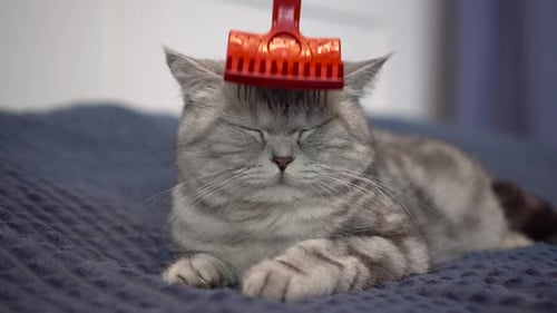 Content Cat Being Brushed at Home