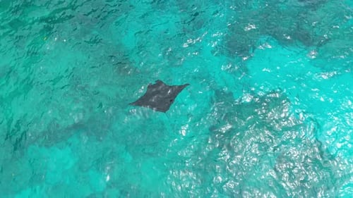 Una sola mantarraya nadando con gracia en aguas cristalinas y turquesas del océano