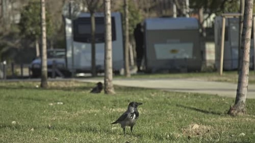 Krähe sucht Nahrung, ruht sich aus, slowmo 4k uhd